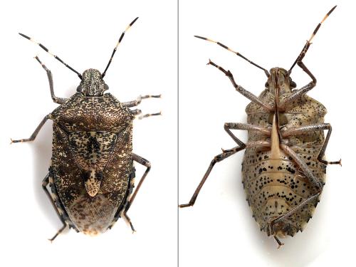 Réf. 343 266 : Rhaphigaster nebulosa